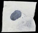 Nice Asaphiscus Wheeleri Trilobite - Utah #26789-1